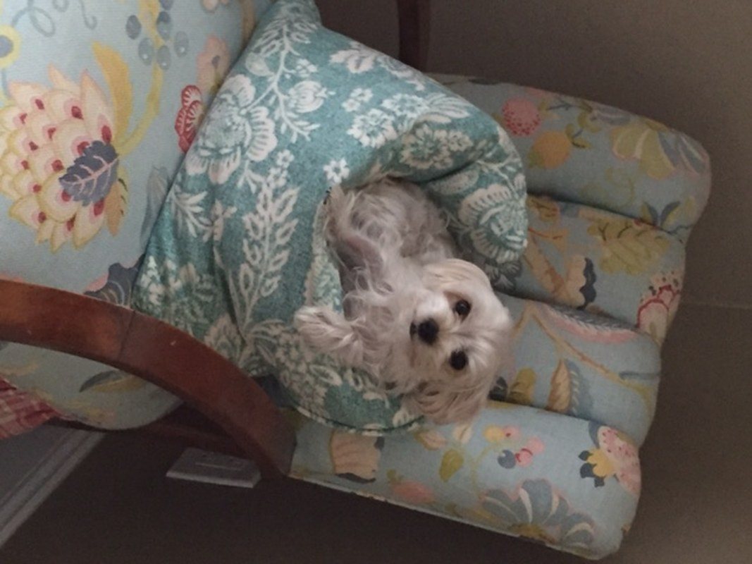 What Do You Mean I'm Not Supposed To Be In This Chair?