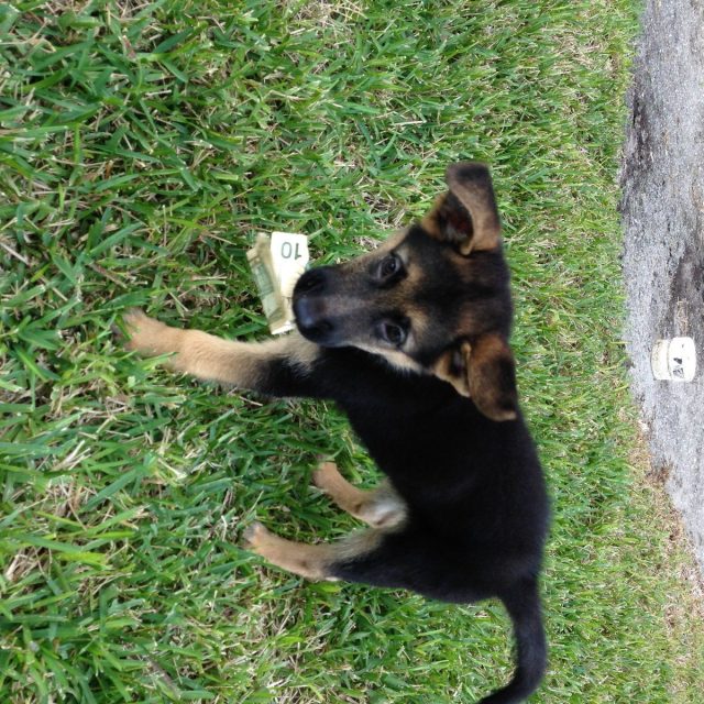 Money Dog