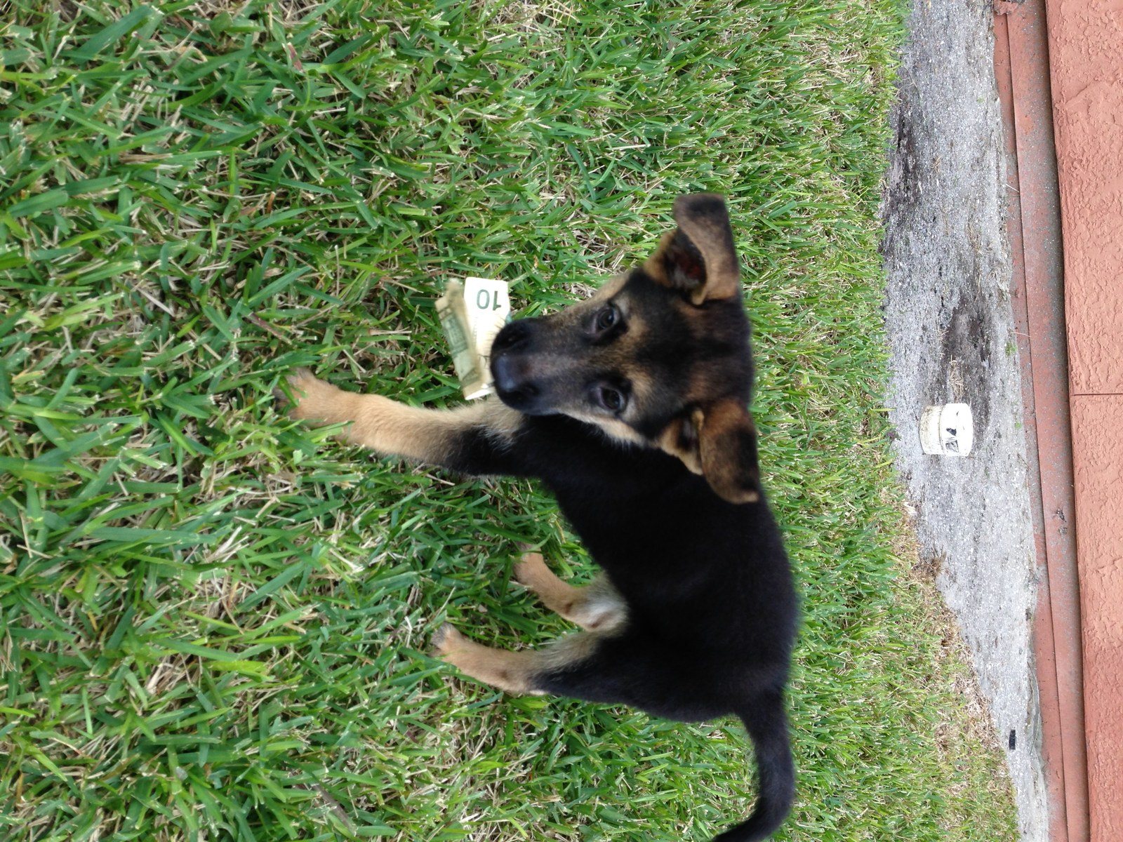 Money Dog