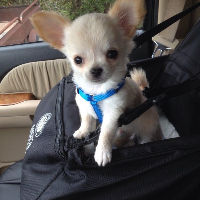 Baby Pucci,2013❤️