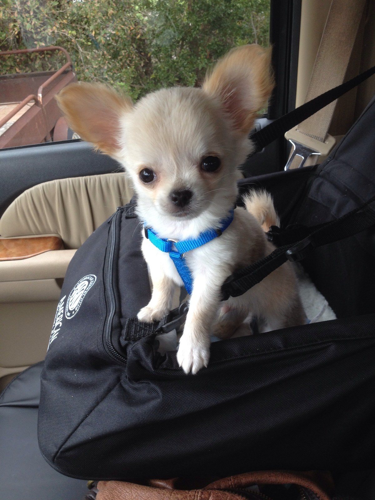 Baby Pucci,2013❤️