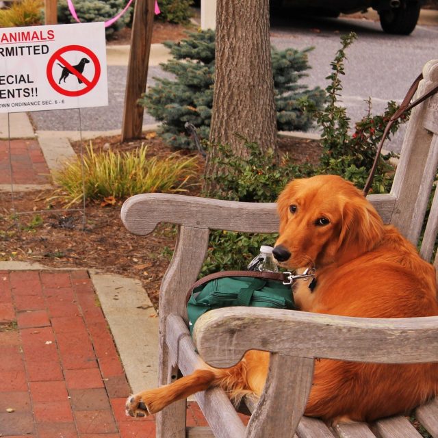 Doggie Discrimination