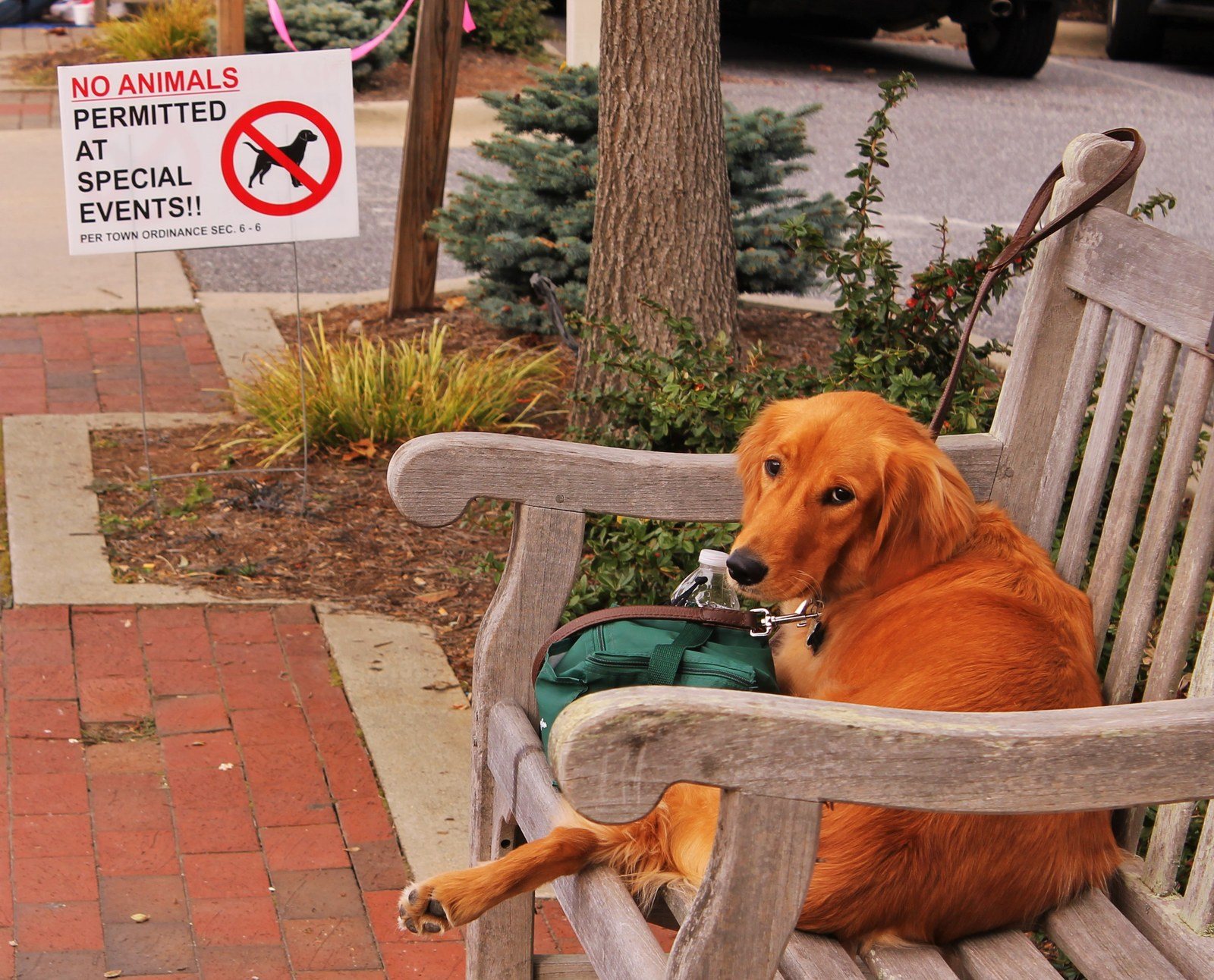 Doggie Discrimination