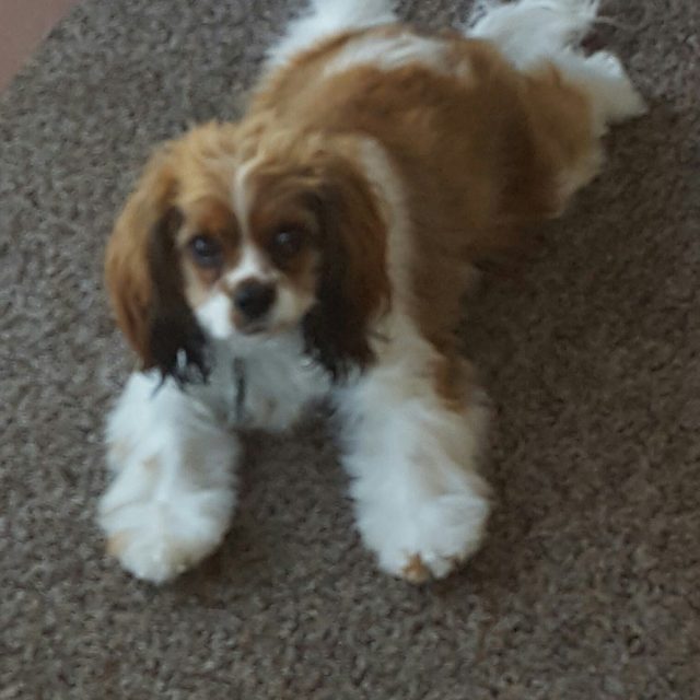 Irresistible!