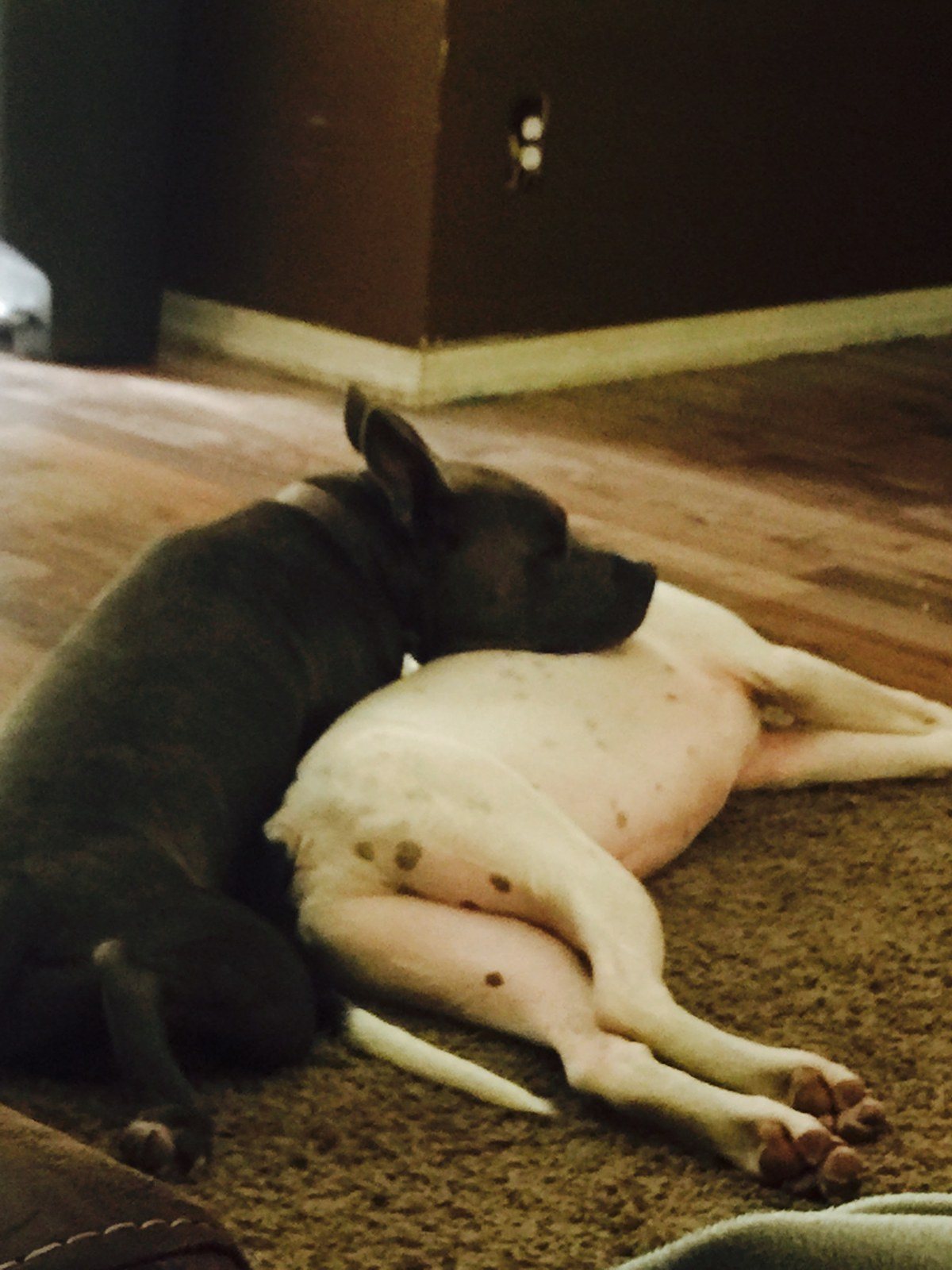 Buddies!!