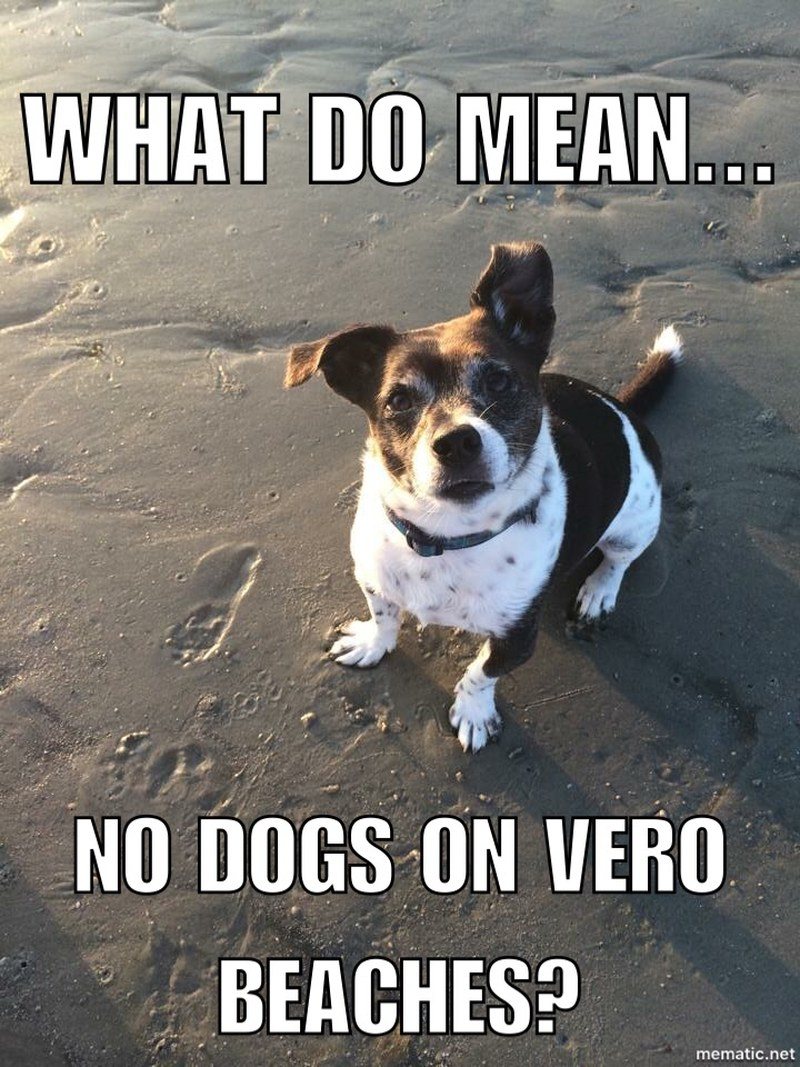 Arnie Enters The Strange World Of Dog Less Beaches!