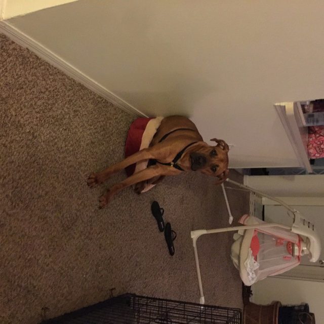 Copper Thinks The Cat Bed Is For Him