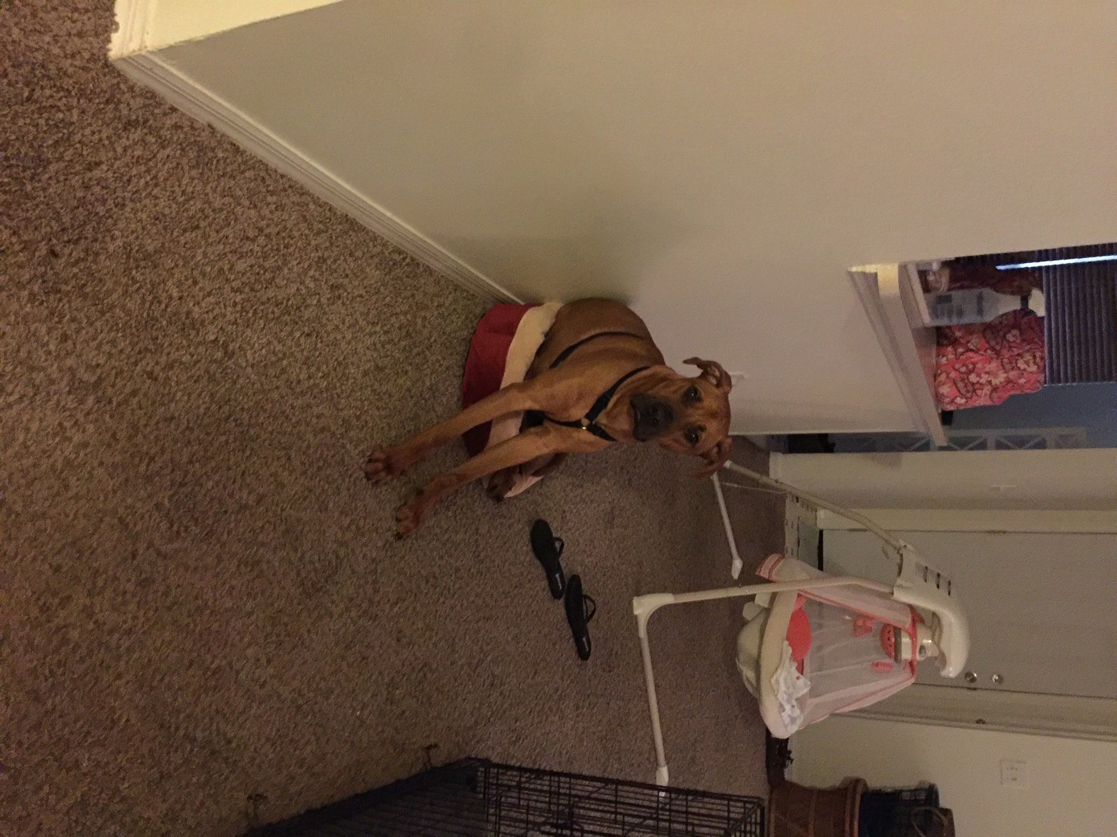 Copper Thinks The Cat Bed Is For Him