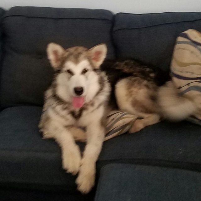 King Of The Couch