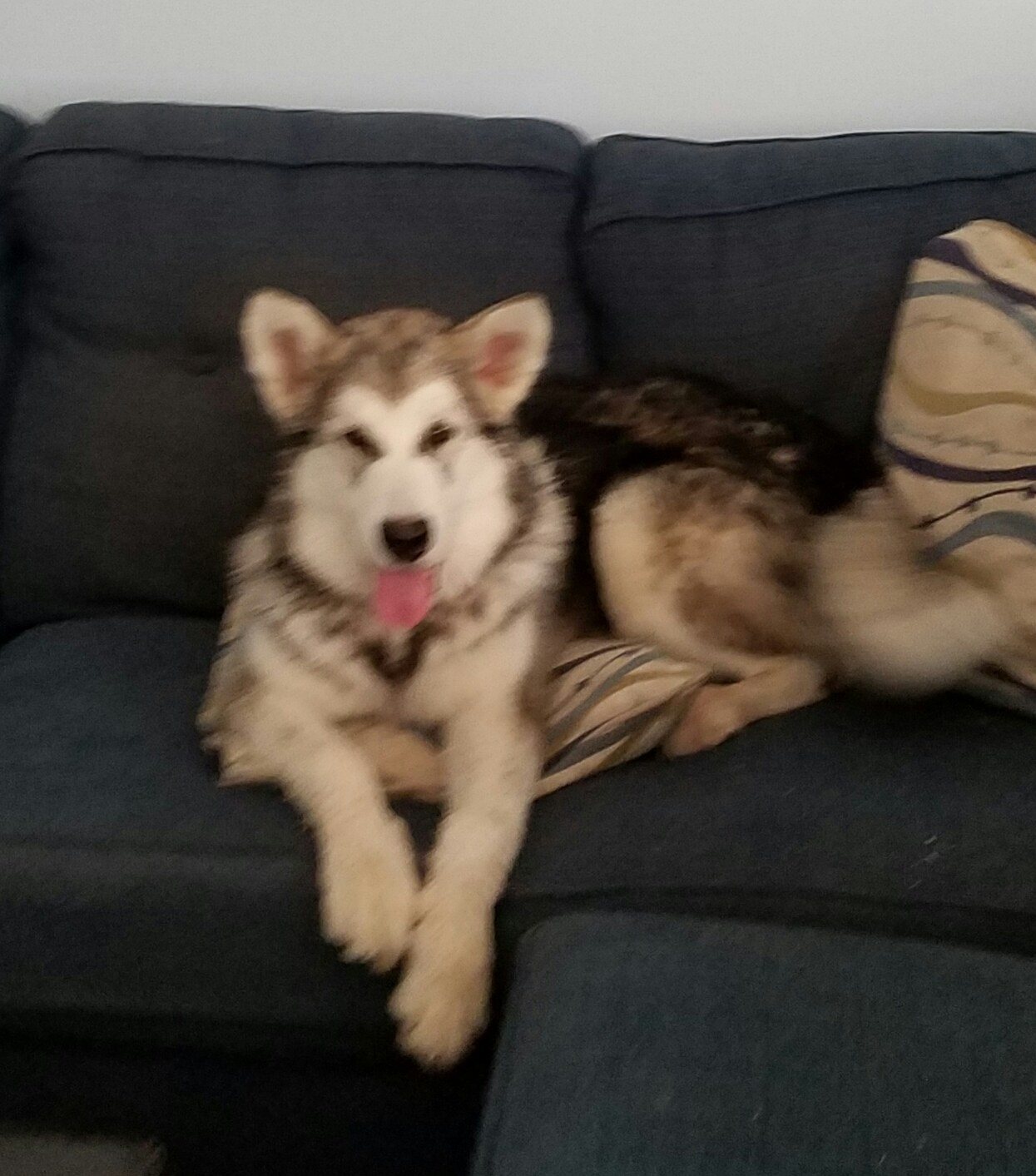 King Of The Couch