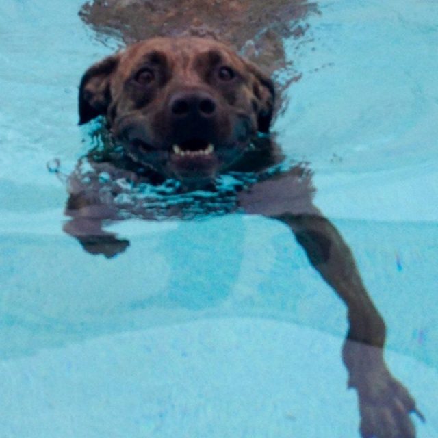 Piranha Pretending