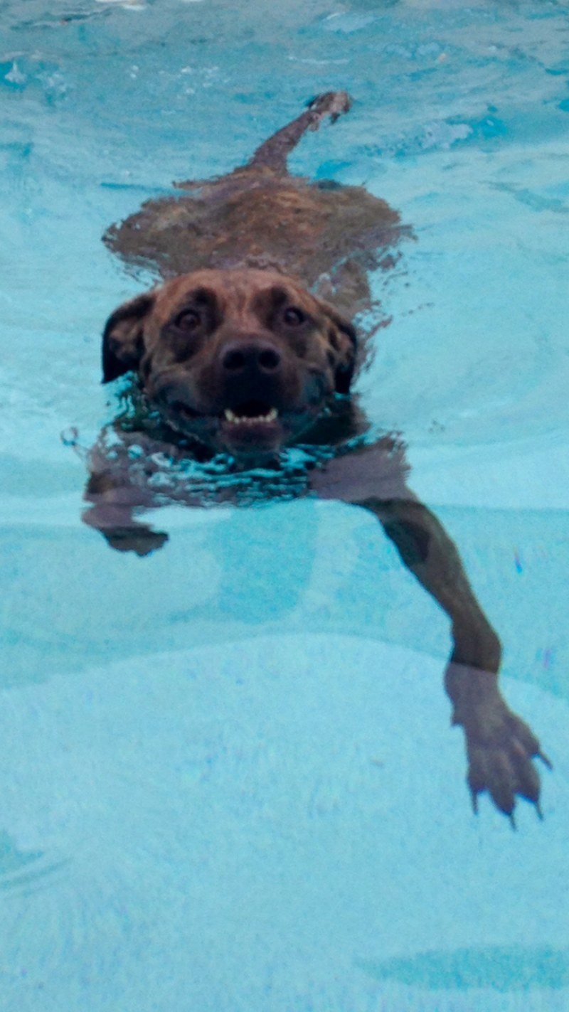 Piranha Pretending