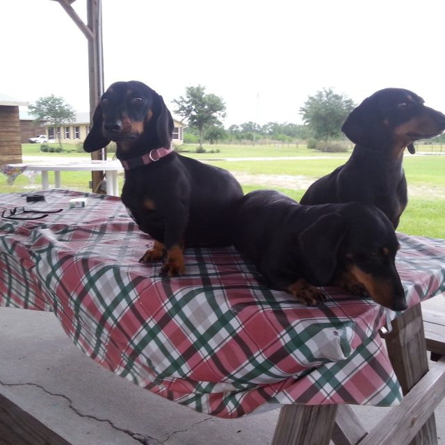 Waiting For The Weiners