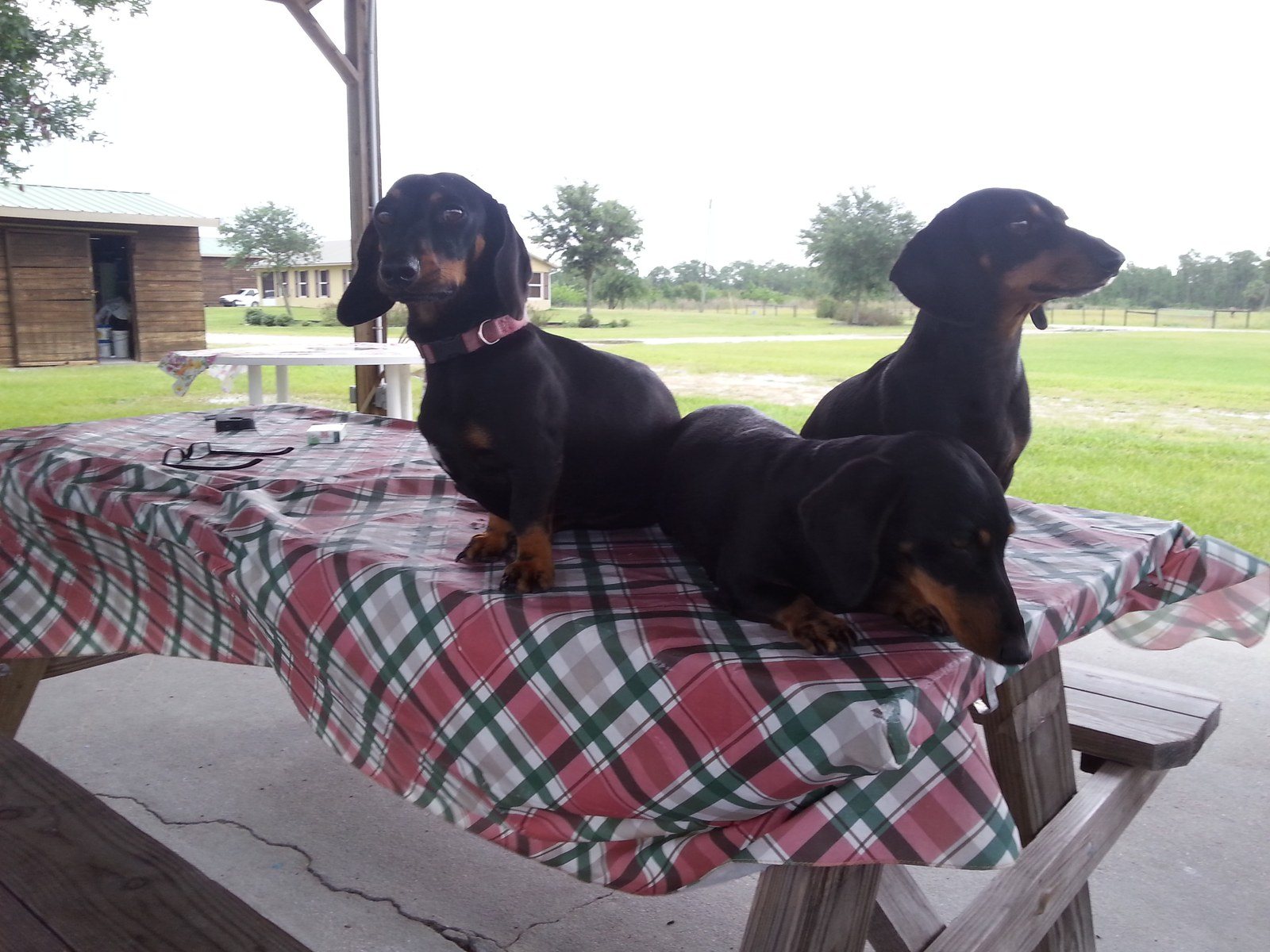 Waiting For The Weiners