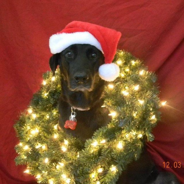 Christmas Time