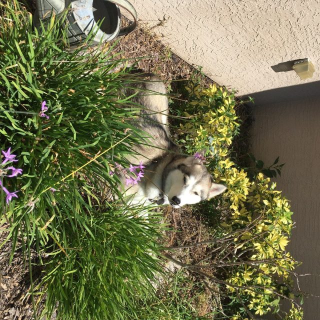 Proof That Siberian Huskies Have " Fun In The Sun".