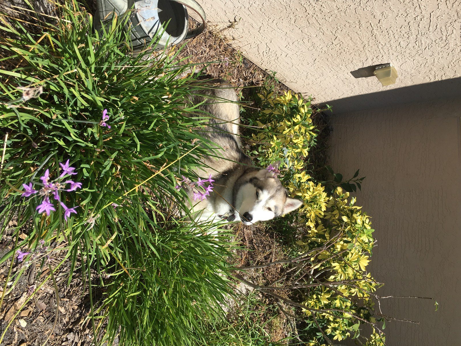 Proof That Siberian Huskies Have " Fun In The Sun".