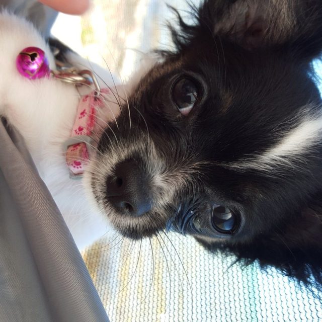 Baby Bella