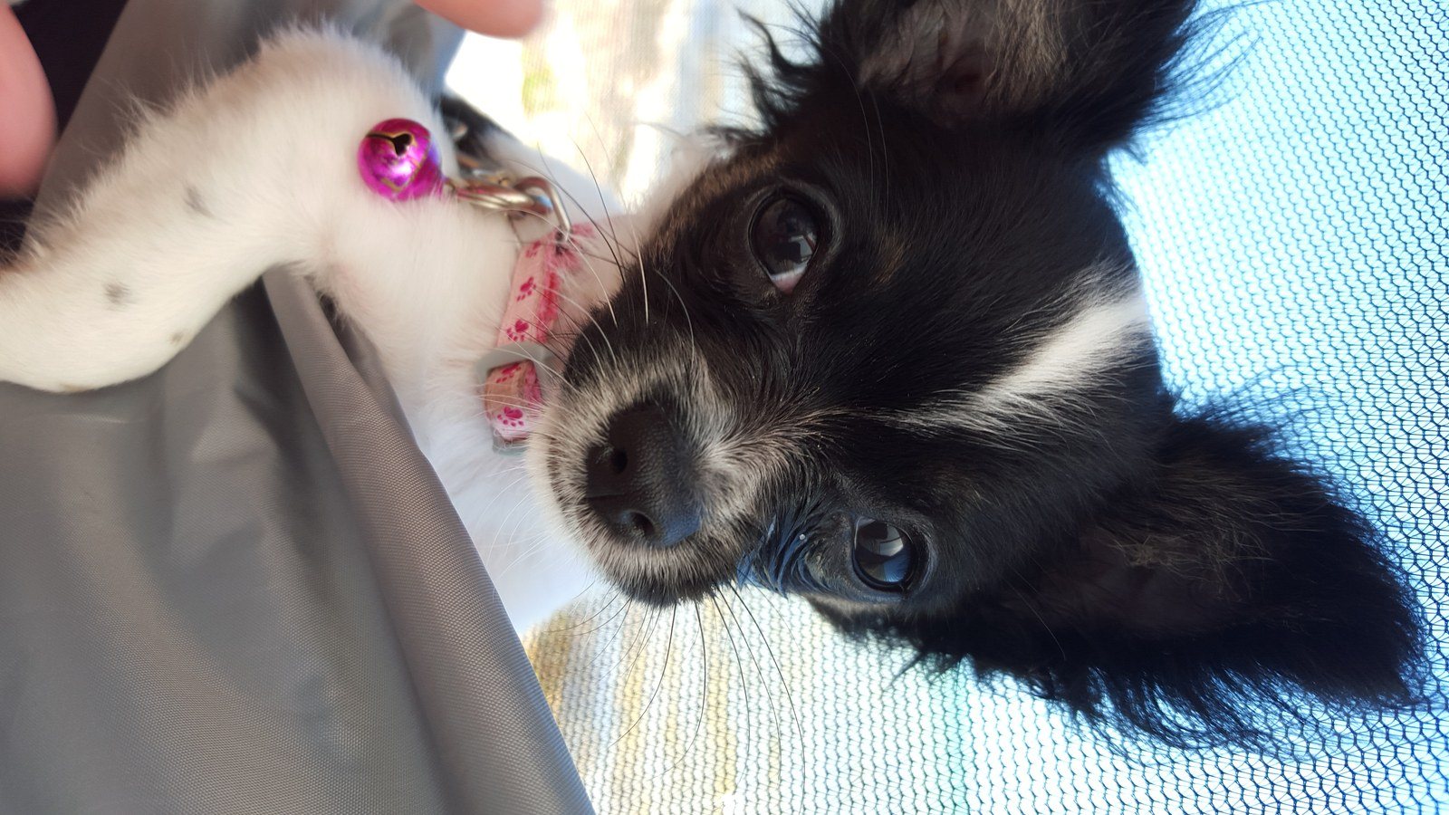 Baby Bella