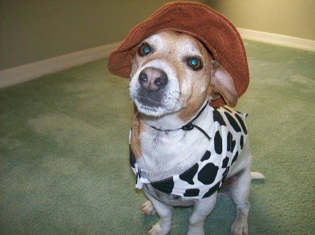 Fred The Cowboy