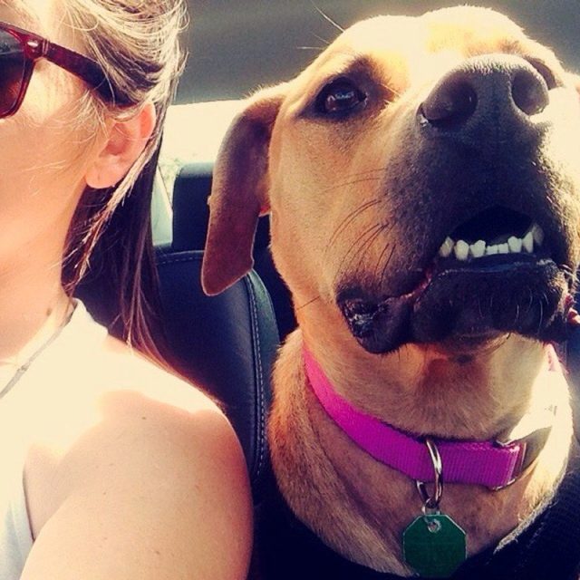 Shotgun Rider