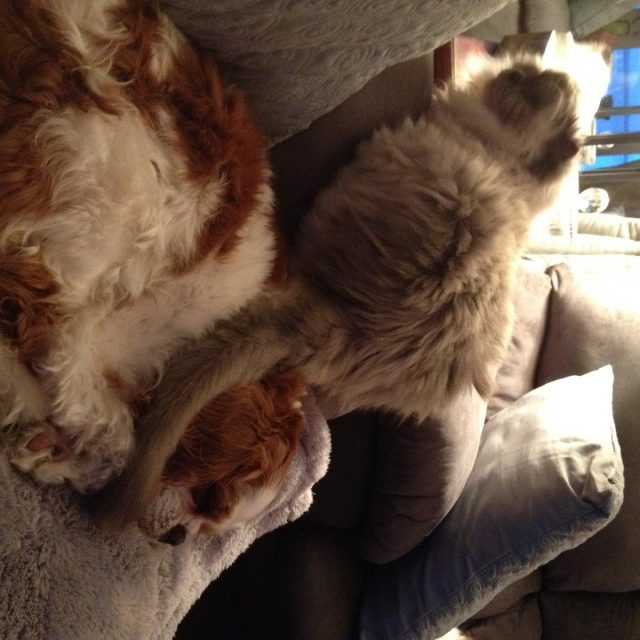 Tail Hug