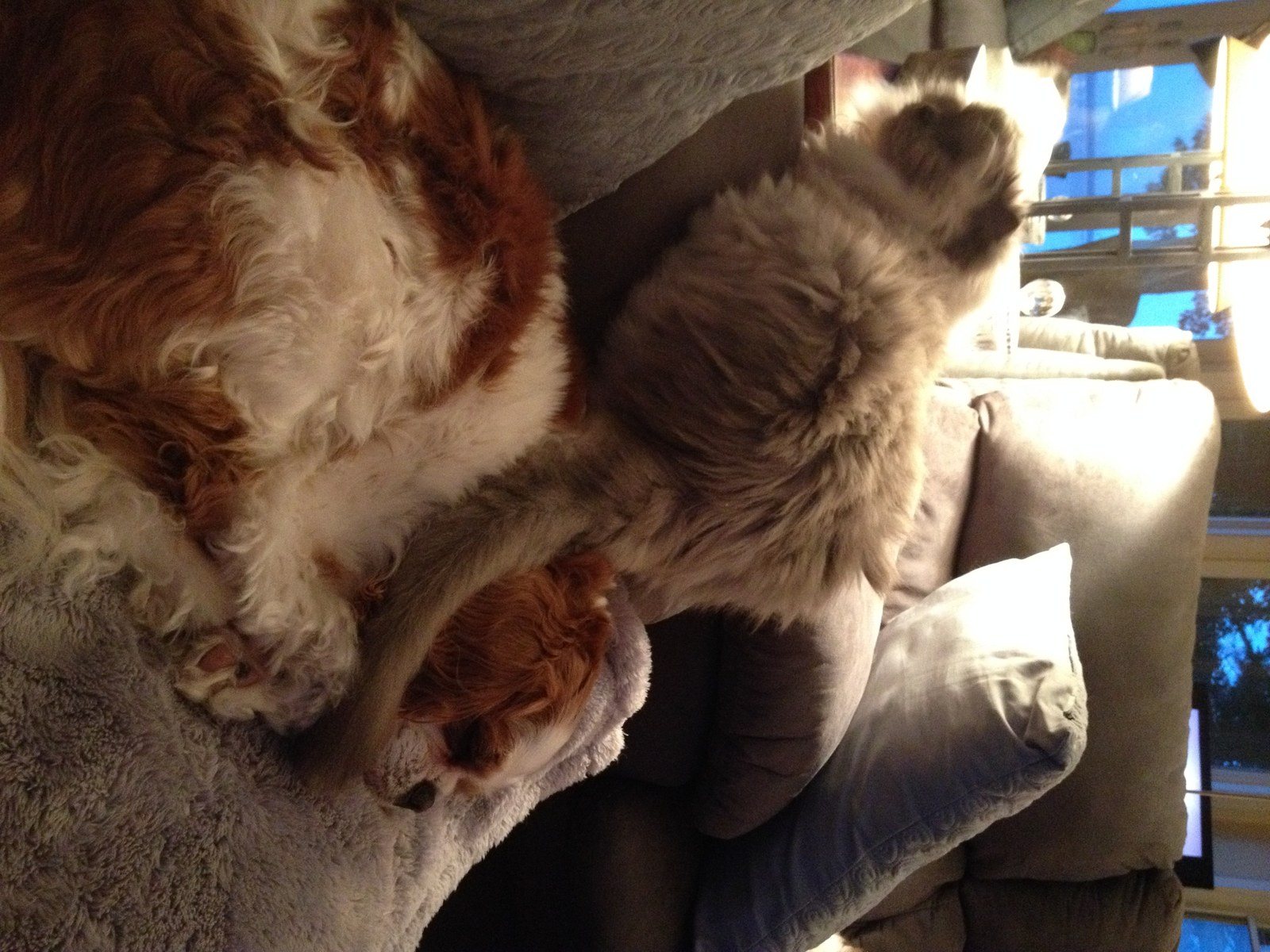 Tail Hug
