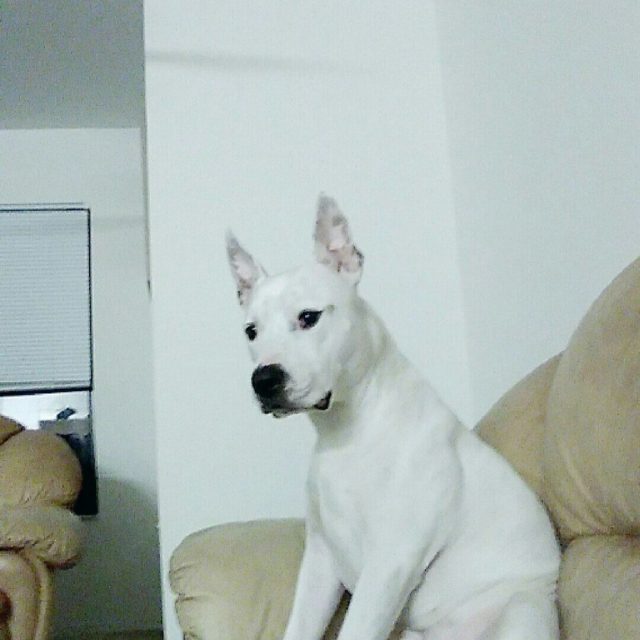 White Prince