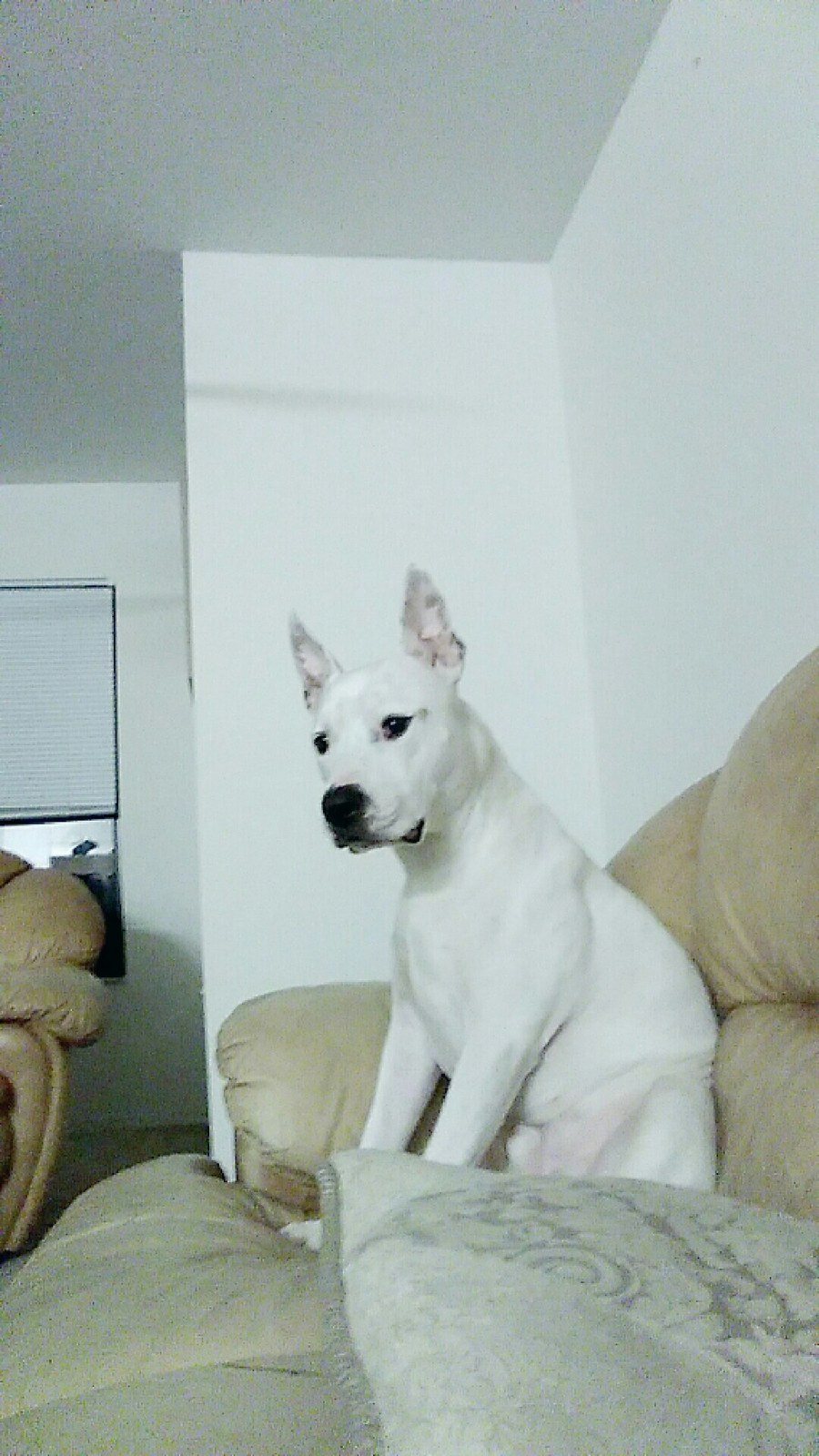 White Prince