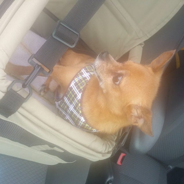 Glamour Shot After A Spa Day At Orchid Island Dog Spa
