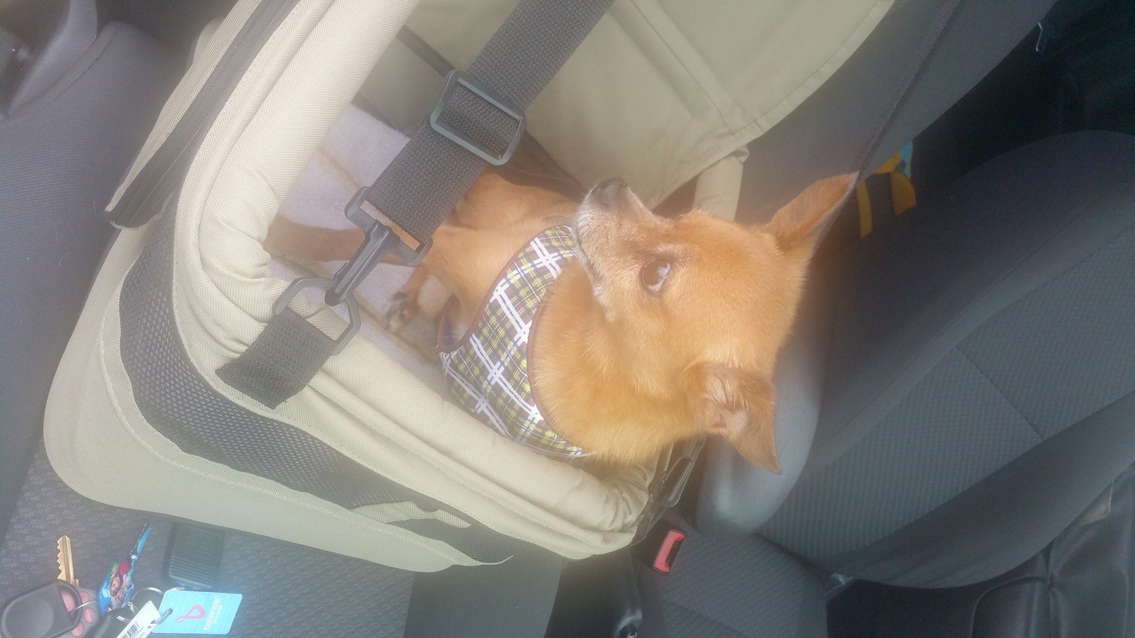 Glamour Shot After A Spa Day At Orchid Island Dog Spa