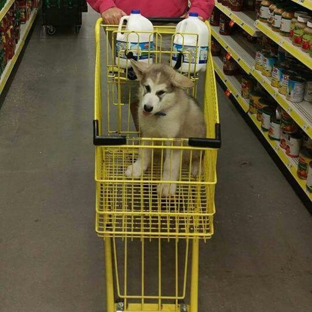 Got Milk