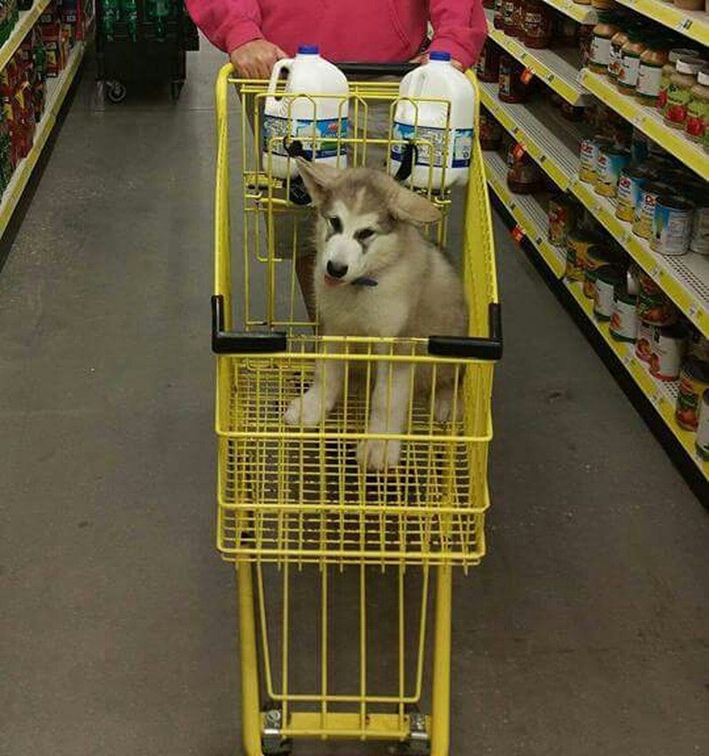 Got Milk