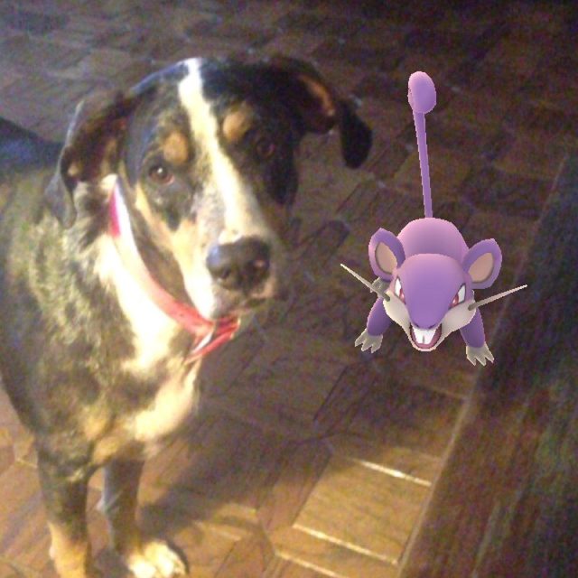 Kota Found A Pokemon