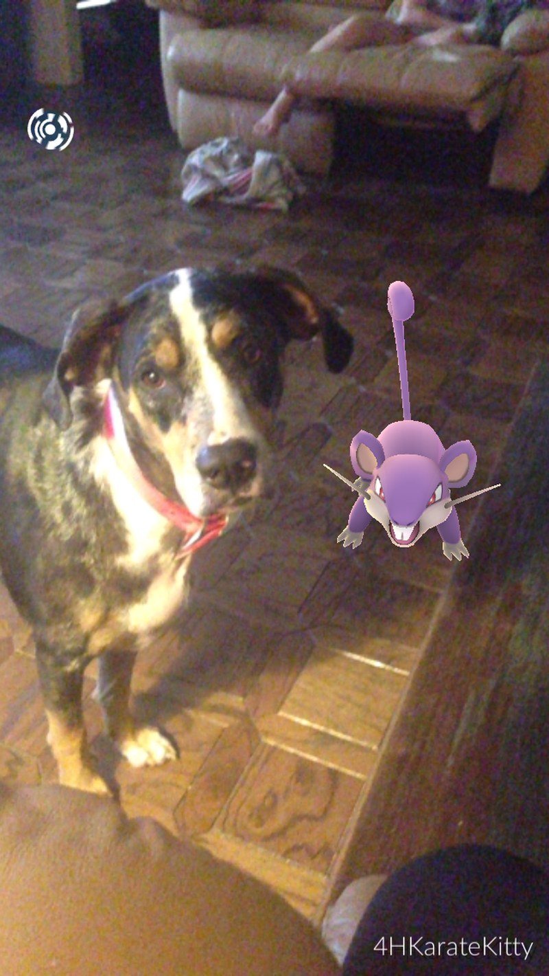 Kota Found A Pokemon