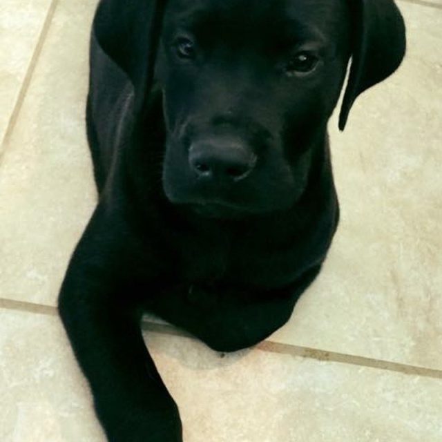 Leonidas The Great (Dane)