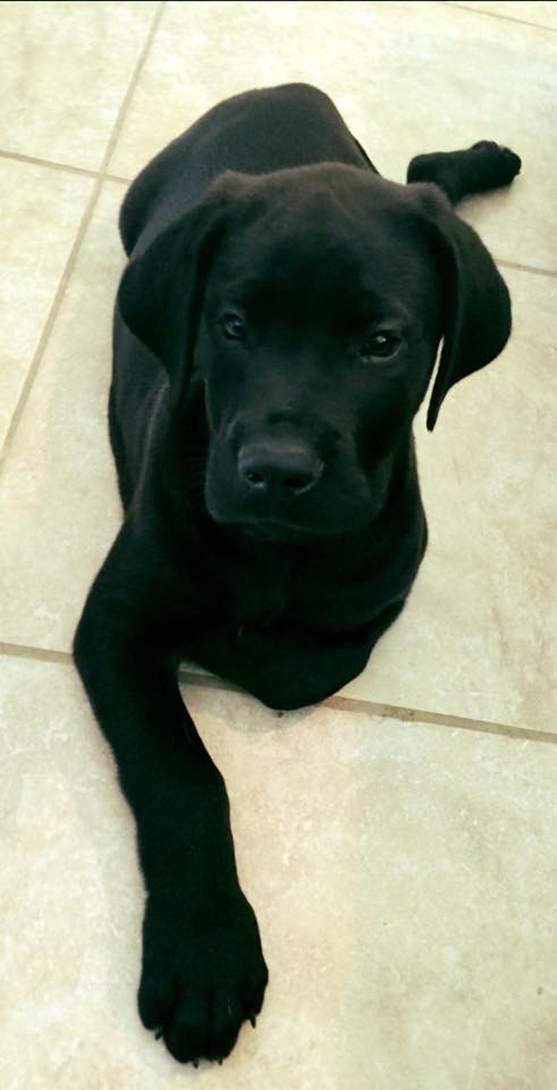 Leonidas The Great (Dane)