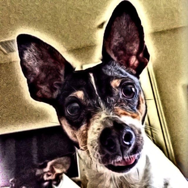 It's A Dog's Life