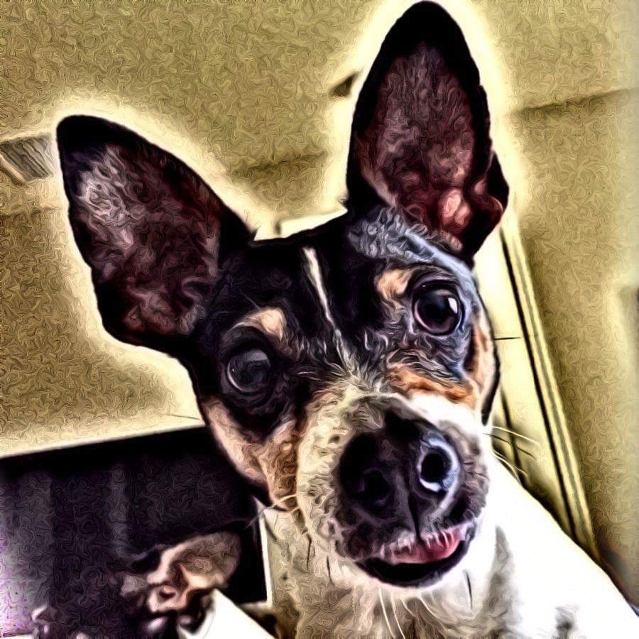 It's A Dog's Life