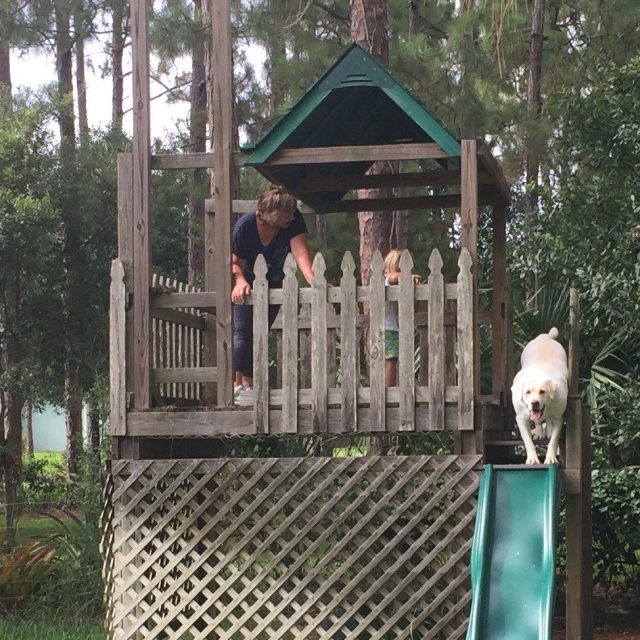 Daring Doggie