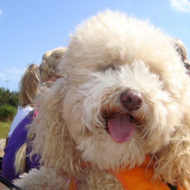 Bobo On A Halloween Hay Ride !