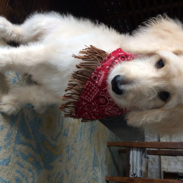 Oliver
