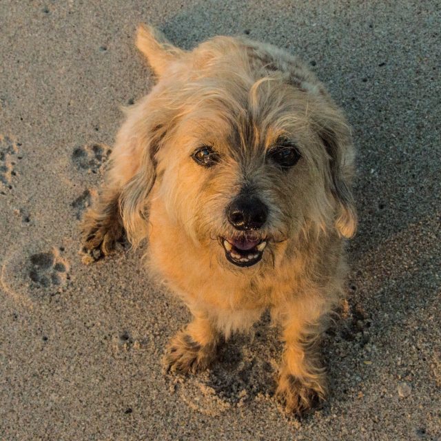 Beach Buddy