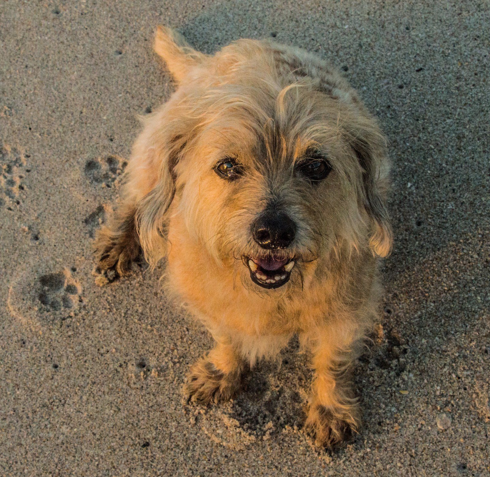 Beach Buddy