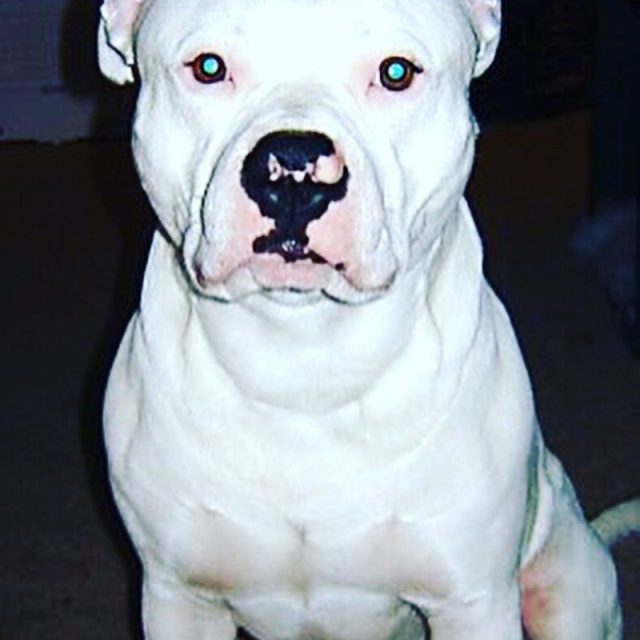 Stud Muffin
