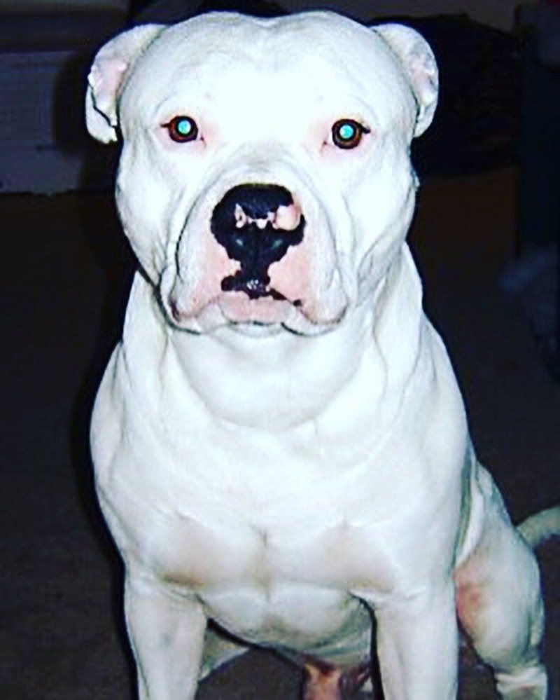 Stud Muffin