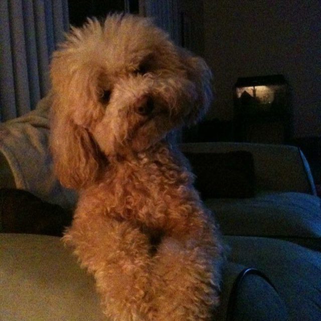 Bobo