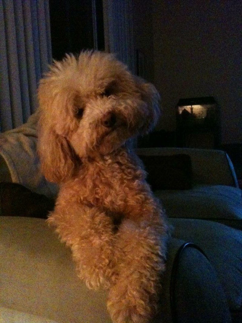 Bobo