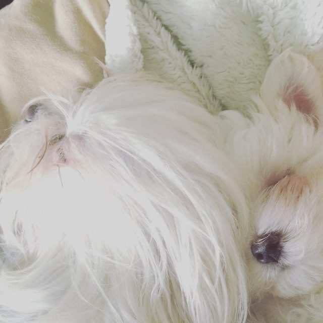 Puppy Love Mommy & Son