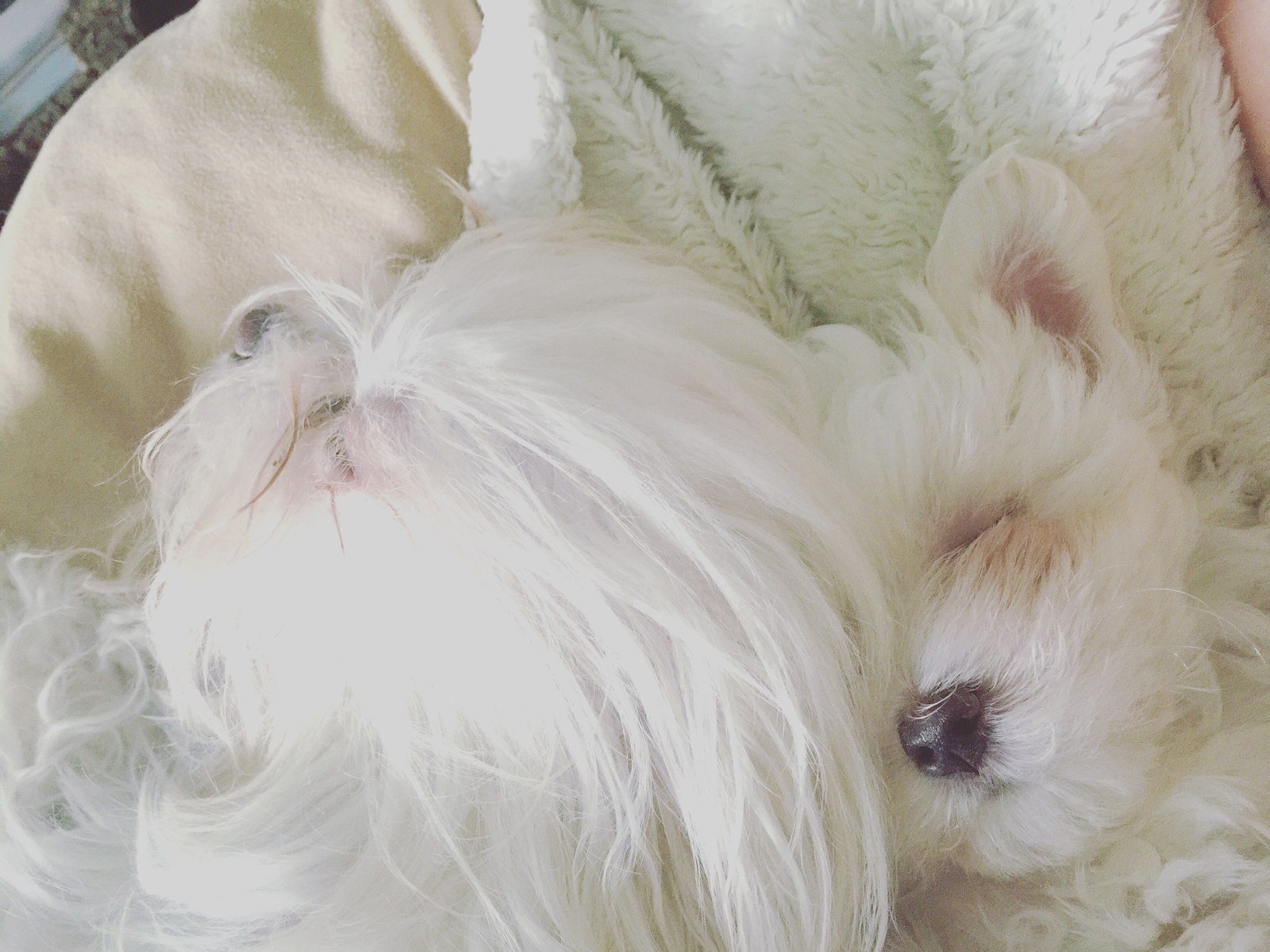 Puppy Love Mommy & Son